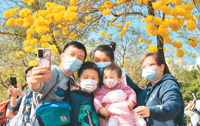 香港近日天气温暖，位于南昌公园的黄花风铃木繁花盛开，吸引不少市民前来观赏。图为市民在香港南昌公园与黄花风铃合影。