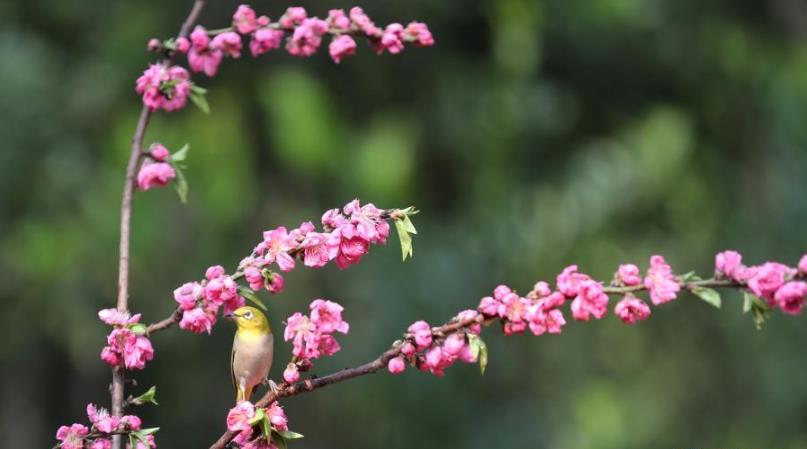 鸟语花香春光好