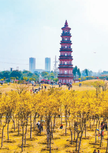 2月21日，广西壮族自治区北海市合浦县文昌塔景区的黄花风铃盛开，明艳的花簇与古塔交相辉映，吸引了众多市民游客前来观赏拍照，感受春天的气息。林启波摄（人民视觉）
