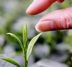 浙江进入“春茶时间”