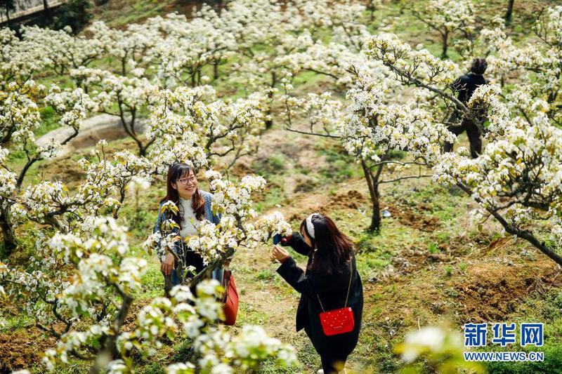 3月11日，放牛坪景区内，两名游客沿着乡村步道花间漫步。1