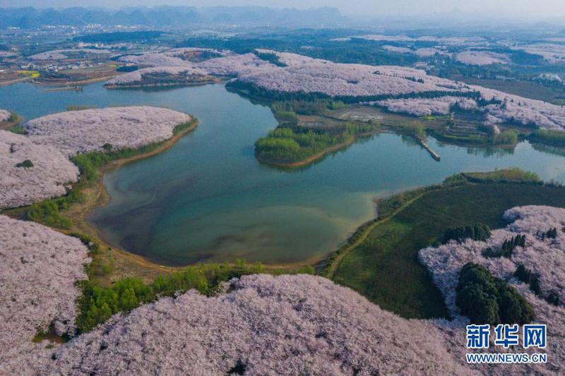 这是3月15日拍摄的贵安新区樱花观光园（无人机照片）。