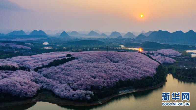这是3月15日拍摄的贵安新区樱花观光园（无人机照片）。2