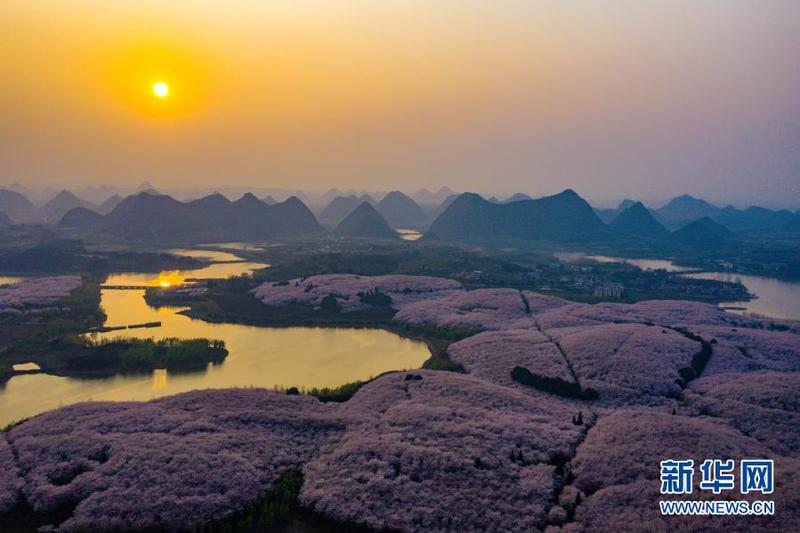 这是3月15日拍摄的贵安新区樱花观光园（无人机照片）。3