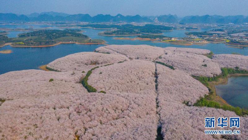 这是3月15日拍摄的贵安新区樱花观光园（无人机照片）。4