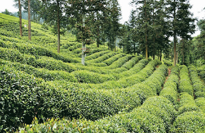 祁门茶山公园。
