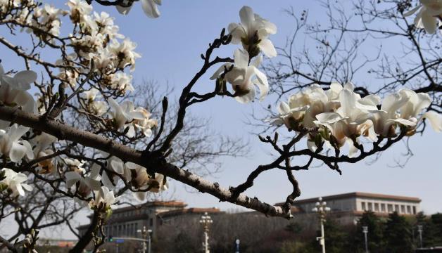 春暖京城花枝俏