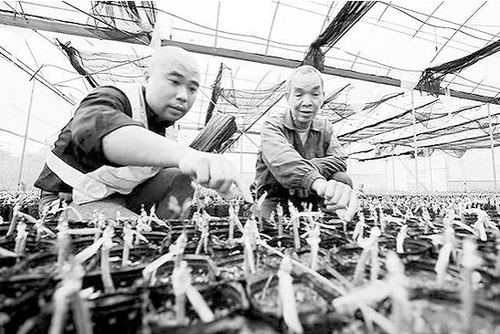 第一书记李翔（左）在为脱贫户讲解金橘苗木。
