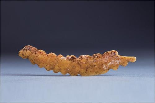 河南巩义市双槐树新石器时代遗址出土牙雕蚕