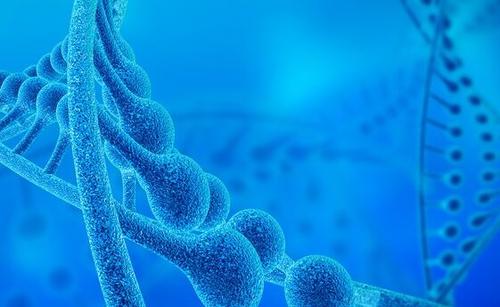 人造细胞可像天然的那样生长分裂