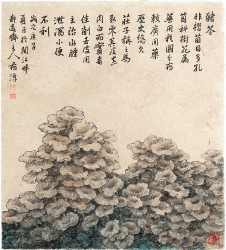 猪-苓-董希源