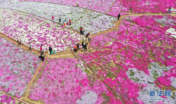 4月18日拍摄的迁西县大黑汀水库东岸的芝樱花（无人机照片）。