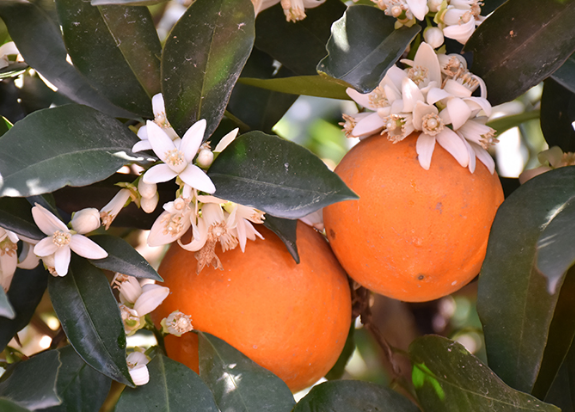 赏花摘果两不误 “花果同树”富农家
