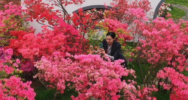 山东日照：杜鹃争芳艳
