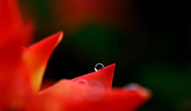 沪上雨中花