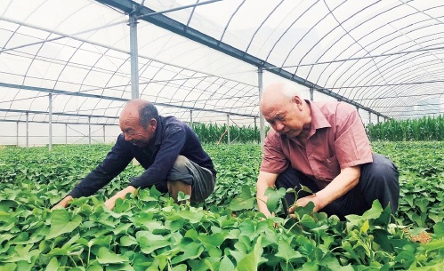 张书明：把红薯做成了致富产业