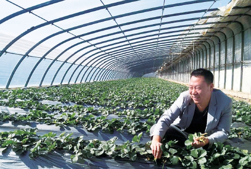 “草莓哥”李佳音：带动农民种草莓奔富路