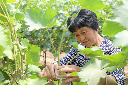特色农业助力乡村振兴(349207)-20210601091817