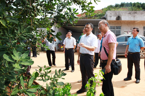 政协图片——助推农业特色产业发展(480935)-20210804102720