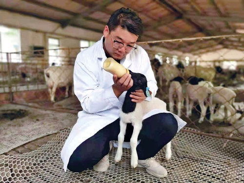 薛景霞：养羊致富反哺家乡