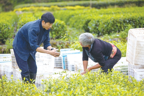 盛文斌：用一片叶子富裕八方群众