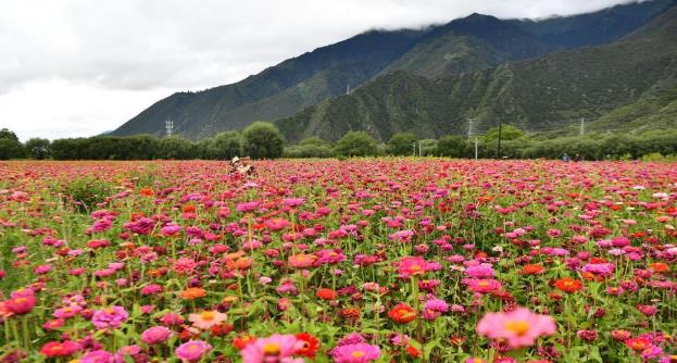 西藏林芝：迷人花港
