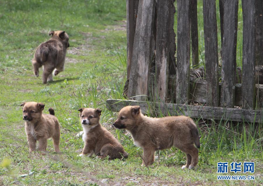 “伤不起”了！养犬不能再任性