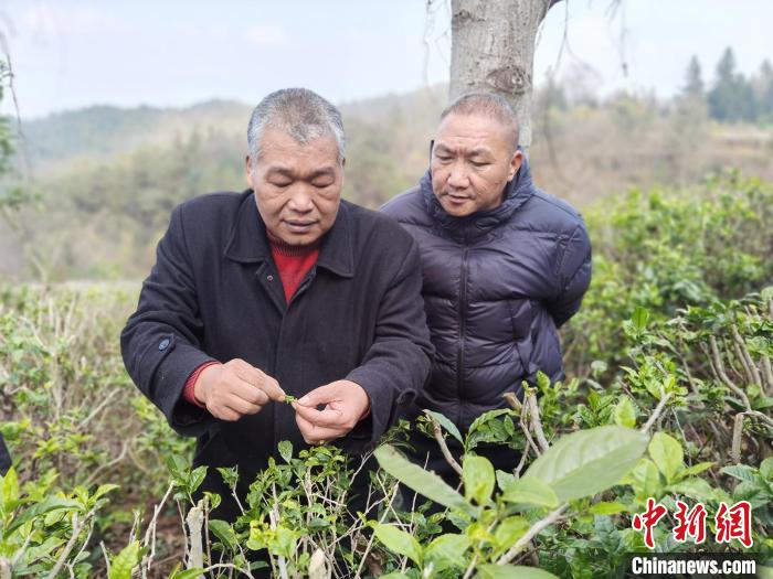 台湾六旬制茶师的两岸“茶缘”