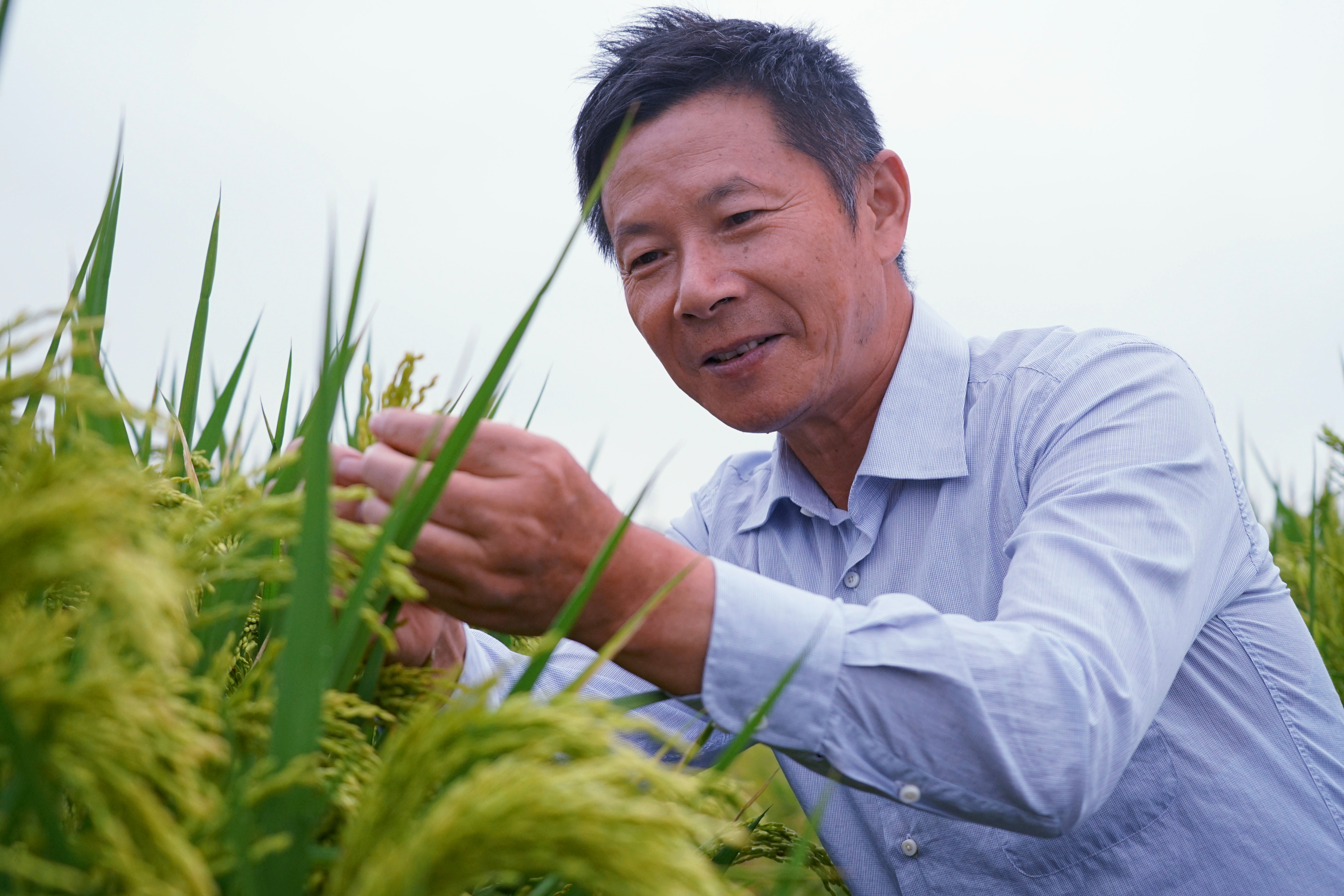 九三学社社员马荣荣：躬耕岁月 听颖壳“砰砰”