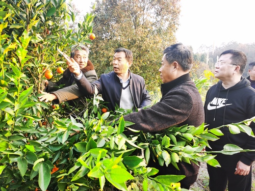 （统战新闻，图片新闻）_柑橘专家进村“把(773854)-20220105084632