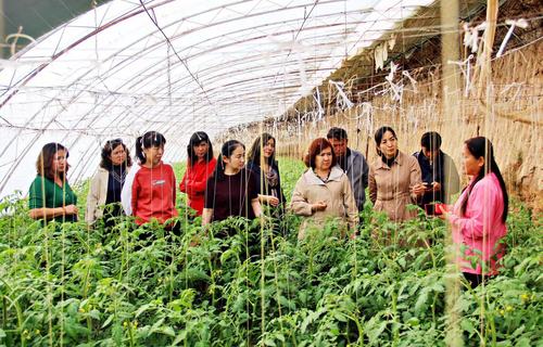 （地方新闻图片）调研设施农业发展 助力乡(972849)-20220325220926