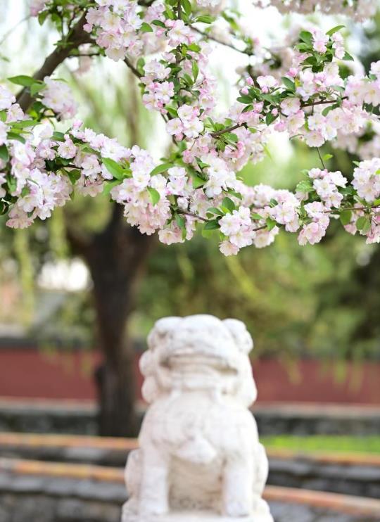 海棠花开紫禁城