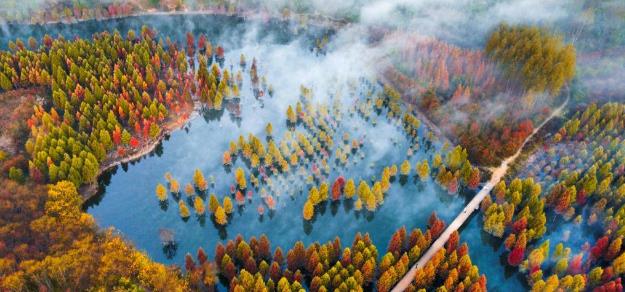 云南昆明：水杉湿地景色如画