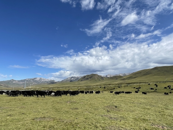 碌曲(1507984)-20221124153951