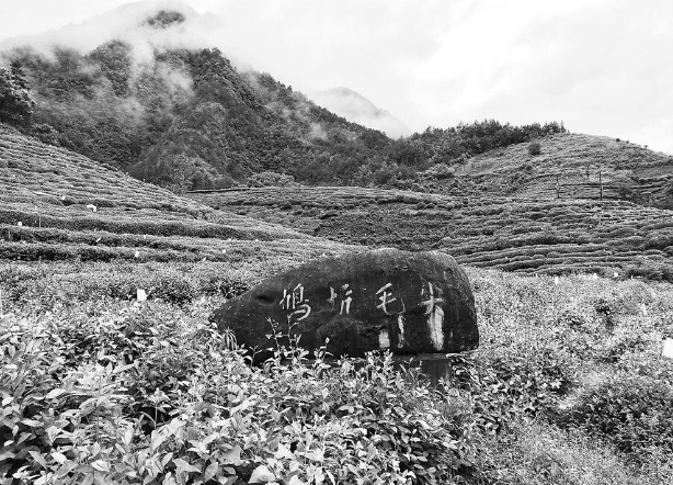 对鸠坑茶说声“就爱你”