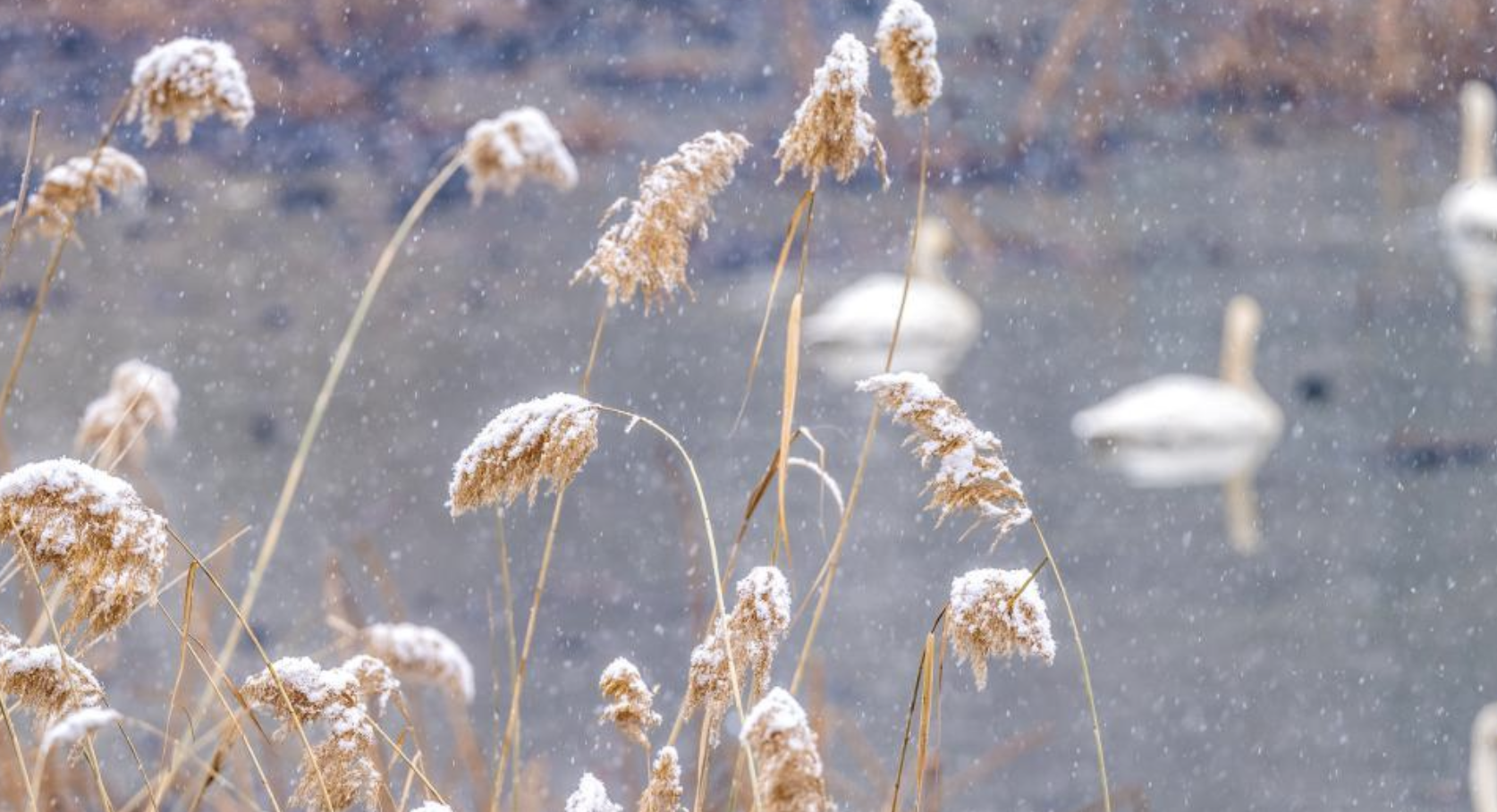 河南三门峡：雪后天鹅湖
