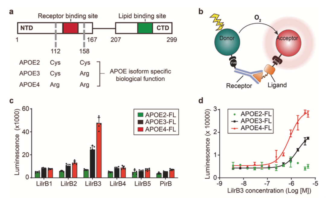 我科学家找到可能触发老年痴呆症记忆衰退“机关”