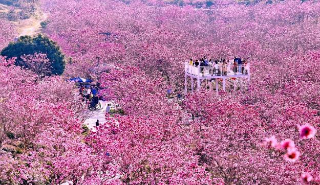 广东江门：紫花风铃迎春绽放