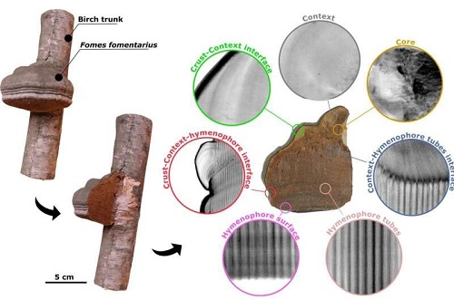 蘑菇可取代塑料制造超轻材料