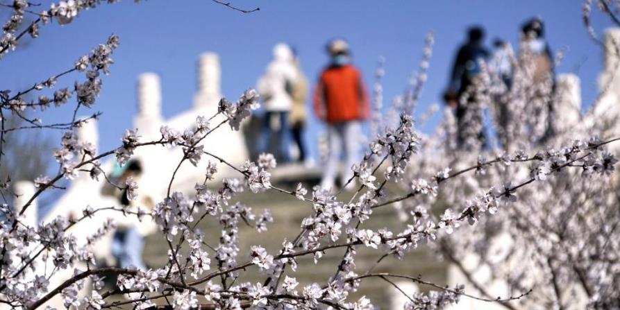 桃花绽放颐和园