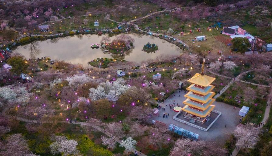 湖北武汉：樱花绽放醉游人