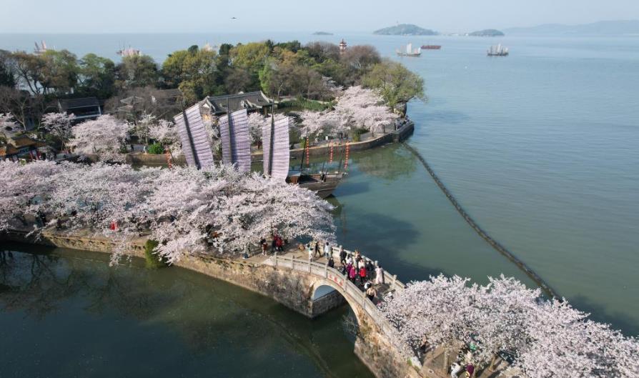 江苏无锡：樱花烂漫引游人