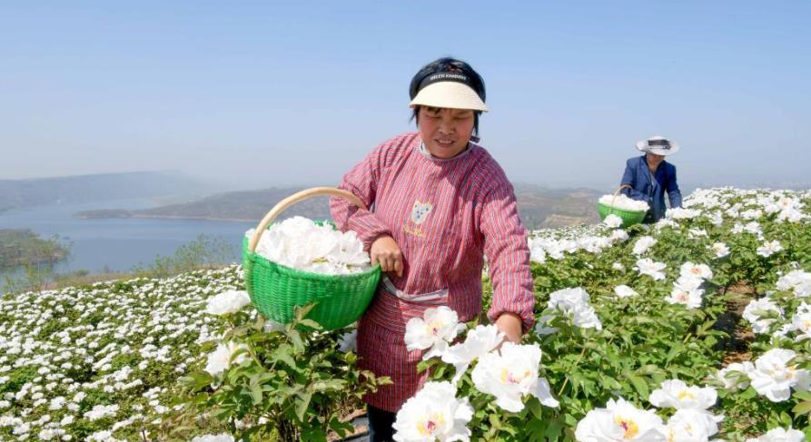 河南洛阳：黄河岸边开出“致富花”