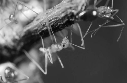 科学家发现首个有两套DNA的动物