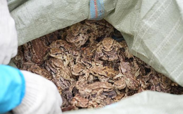 吉林森林公安破获非法猎捕野生中华蟾蜍案