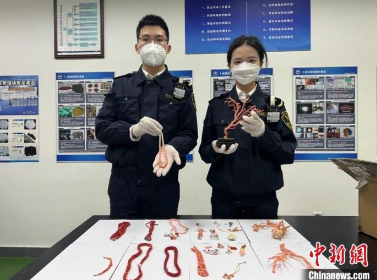 冒充“精华液、卸妆水” 广州海关在进境寄递渠道查获濒危红珊瑚制品