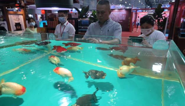 福州：金鱼与漆艺“金鱼”同场斗艳