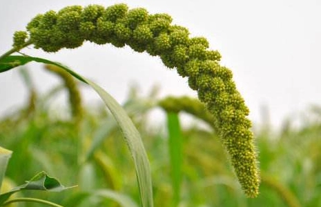 誓把谷穗变“金穗”