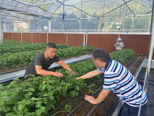 构建产业联合体，共享乡村“莓”好生活