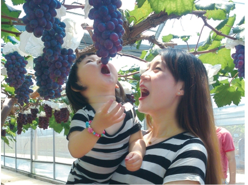 如何守护“阳光玫瑰”？